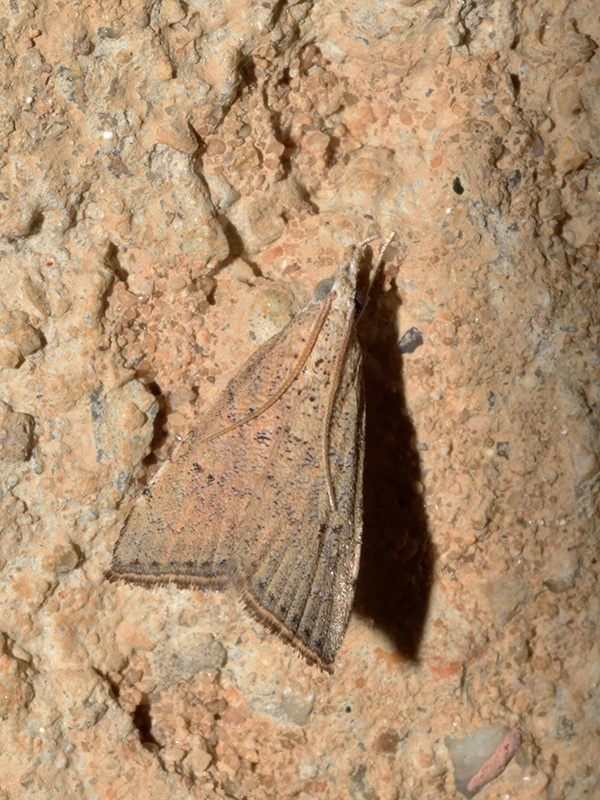 Hyperlais argillacealis - Crambidae